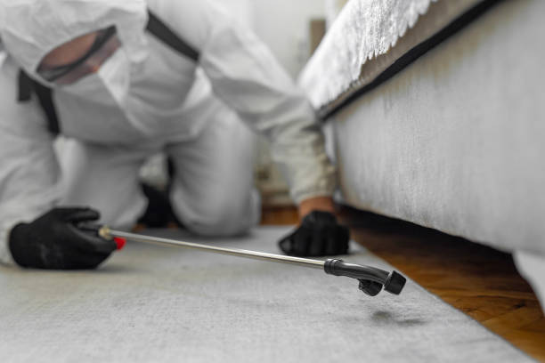 Professional Bed Bug Control technician working in Wheat Ridge, CO